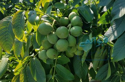فروش تضمینی نهال گردو