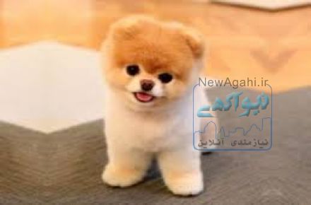 ارایه پامرانین