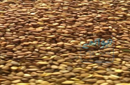 فروش کنجد بوداده مخصوص ارده گیری 