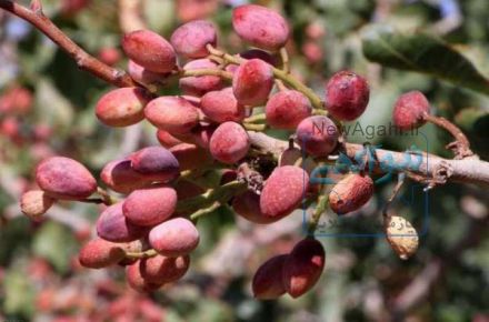 فروش نهال پسته اصلاح شده