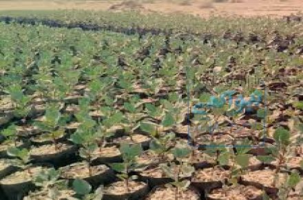 فروشنده نهال پسته