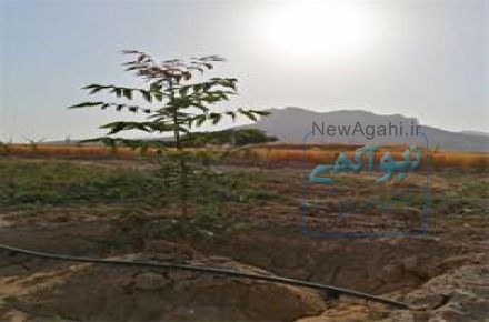 نهال پسته کالیفرنیا با رشد عالی 