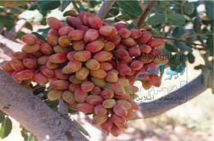 نهال پیوندی پسته - نهالستان پسته