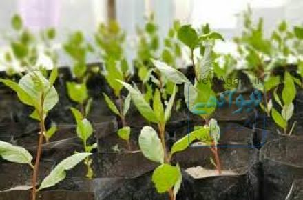 فروش نهال پسته پیوندی آمریکایی