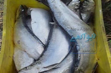 فروش ماهی و میگو جنوب