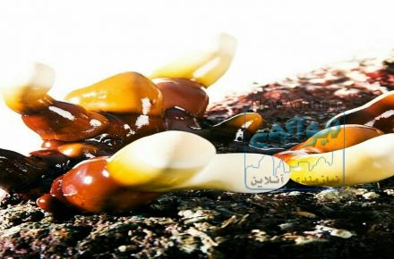 نمایندگی پرورش قارچ‌گانودرما