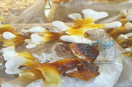 نمایندگی پرورش قارچ‌گانودرما