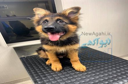 سگ ژرمن ورک شولاین کلاسیک