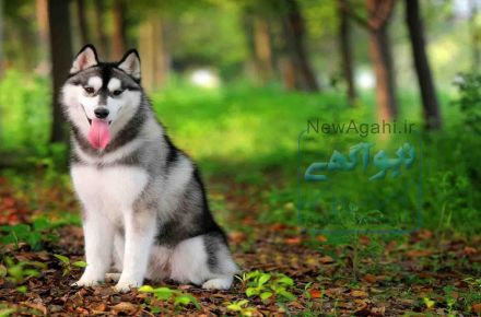 سگ هاسکی سیبرین