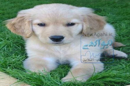سگ گلدن رتریور اصیل