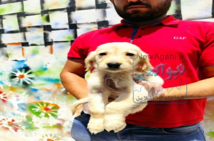خرید وفروش سگ 