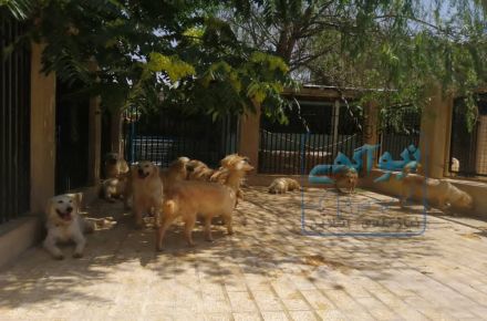 خرید وفروش سگ 