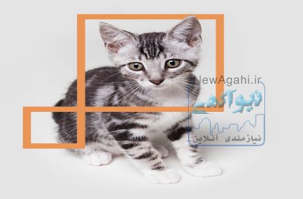 آرایشگاه حیوانات خانگی 