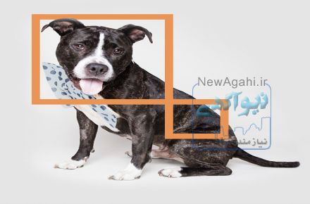 آرایشگاه حیوانات خانگی 