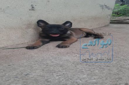 فروش توله مالینویز اصیل و حرفه ای