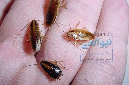 شرکت سمپاشی حشرات بامجوزومکان ثابت