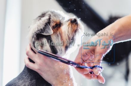 آموزش آرایش حیوانات خانگی
