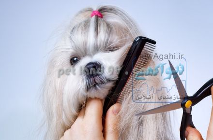 آموزش آرایش حیوانات خانگی