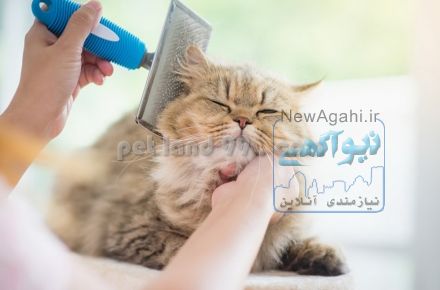 آموزش آرایش حیوانات خانگی
