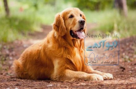 فروش سگ گلدن رتریور شناسنامه دار اصیل