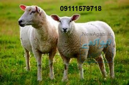 سرمایه گذاری درشمال مازندران 