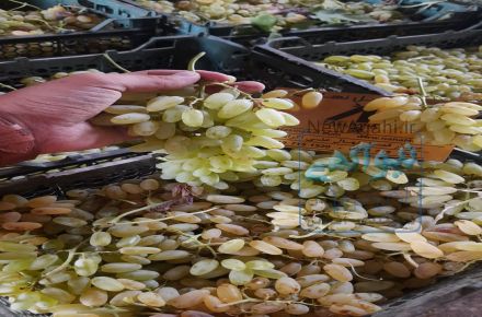 فروش انواع نهال