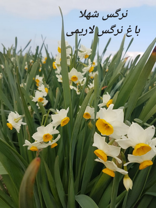 فروش پیاز گل نرگس