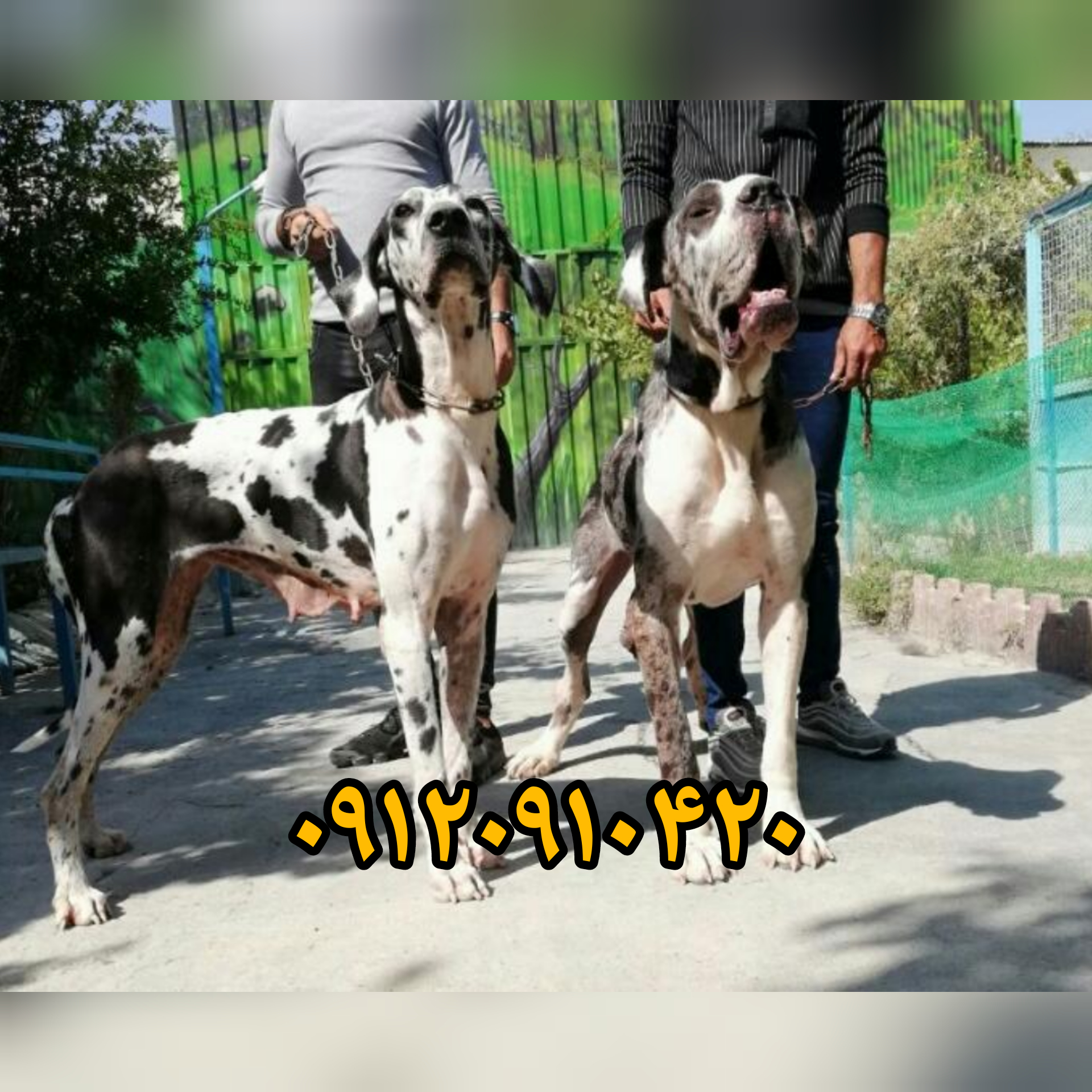 خرید و فروش انواع سگ در مجموعه ای بینظیر زیر نظر دامپزشک و مربی