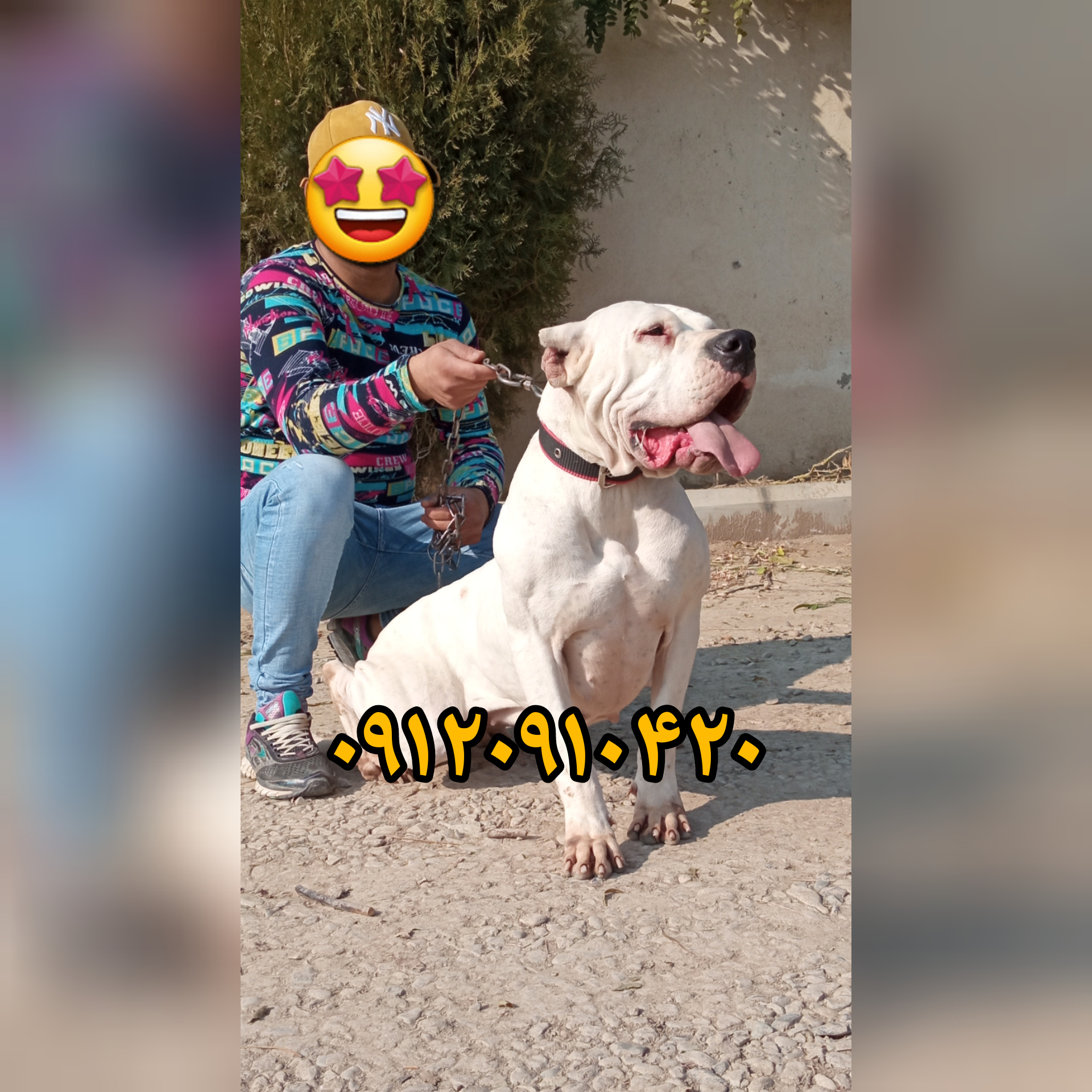 مرکز فروش تخصصی سگ(شکاری-گارد)