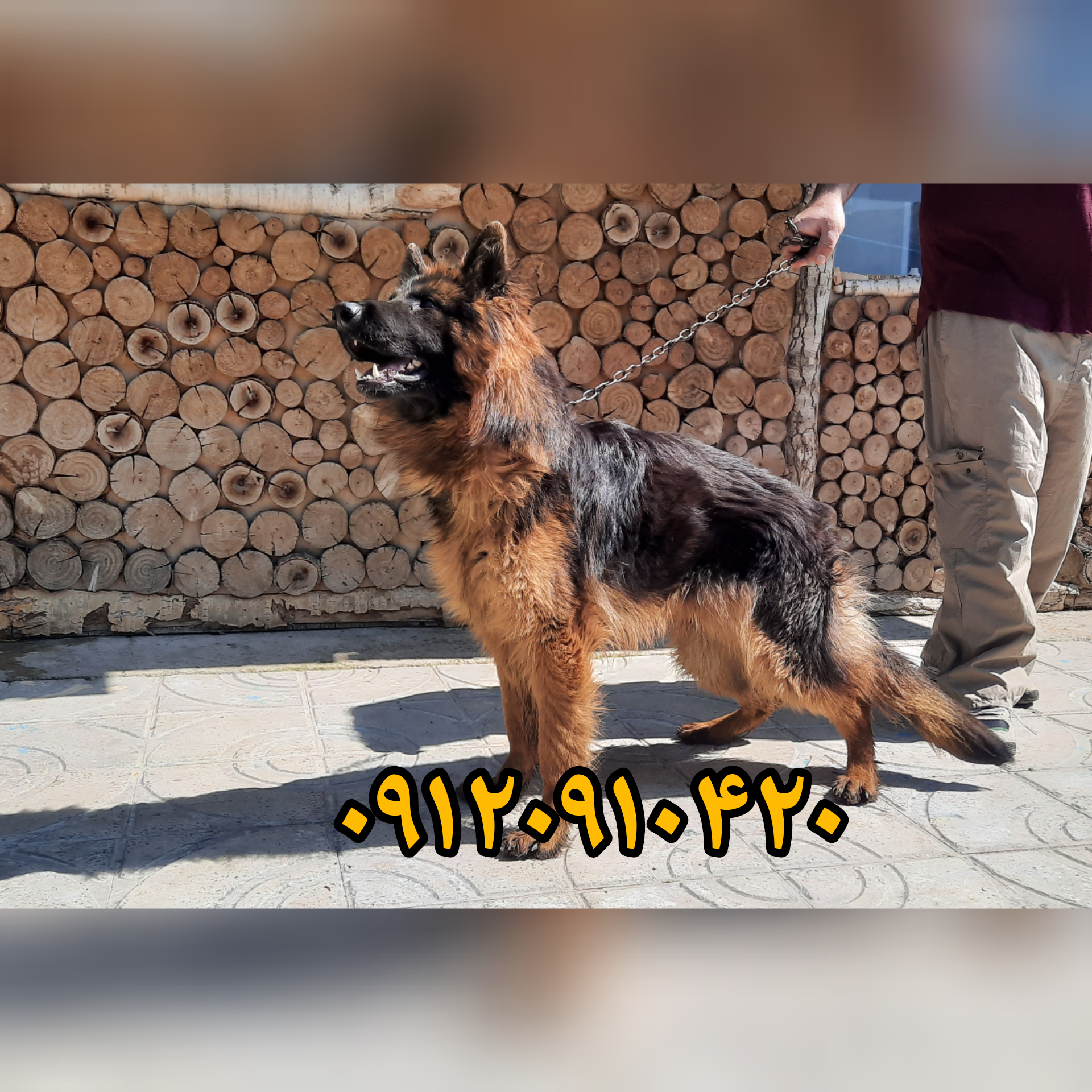 فروش ژرمن ،سگ پلیس حرفه ای