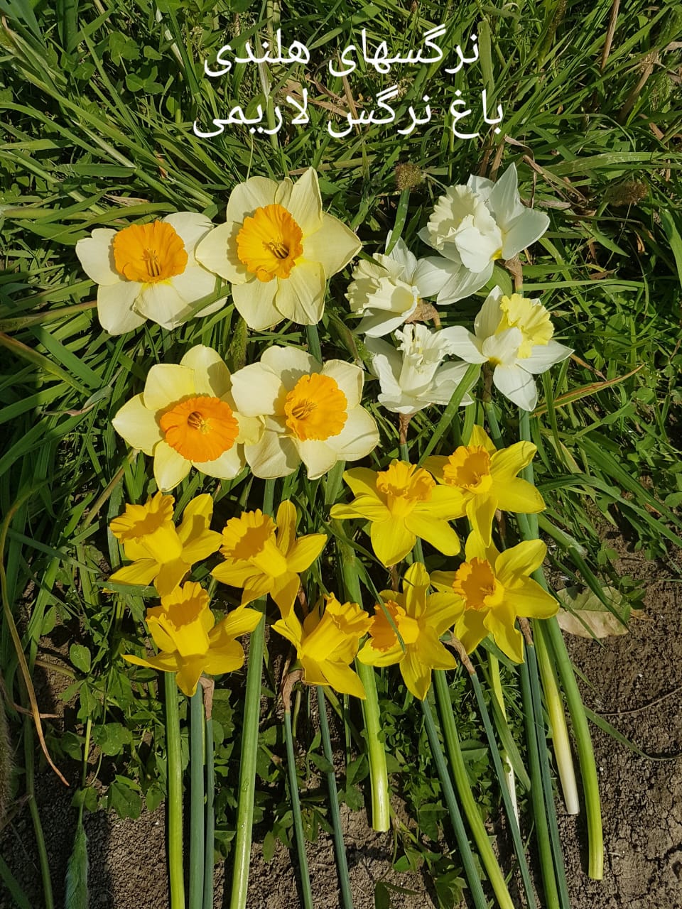 فروش پیاز گل نرگس