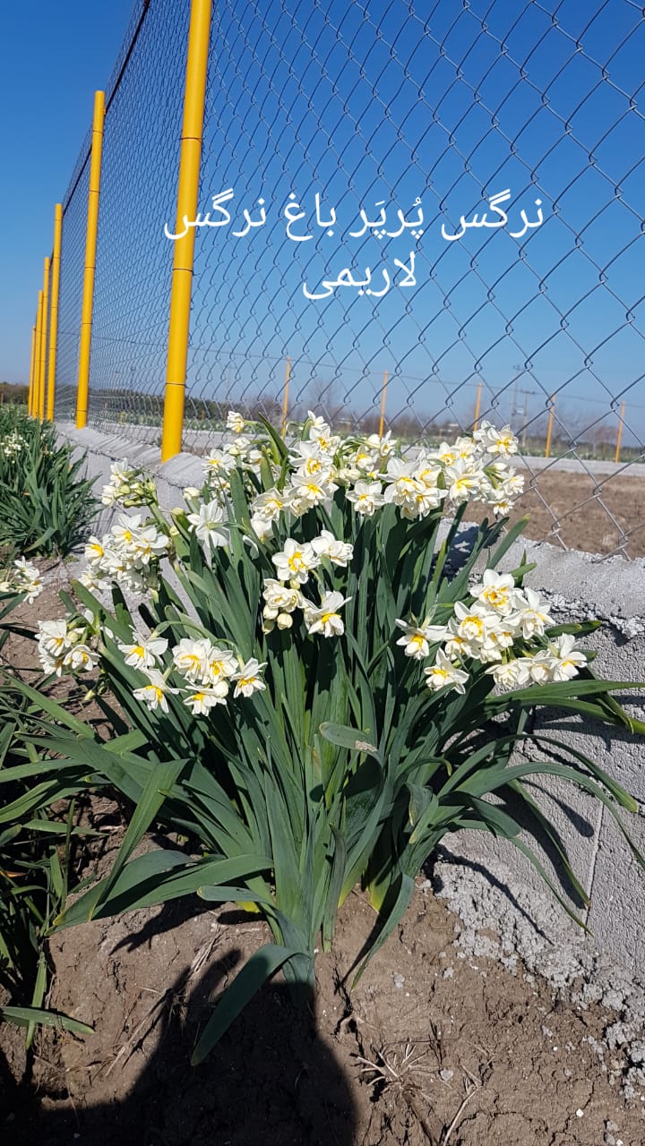 فروش پیاز گل نرگس