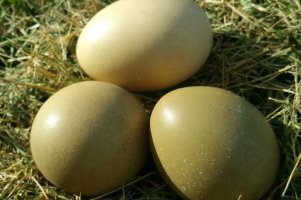 فروش تخم قرقاول ارومیه