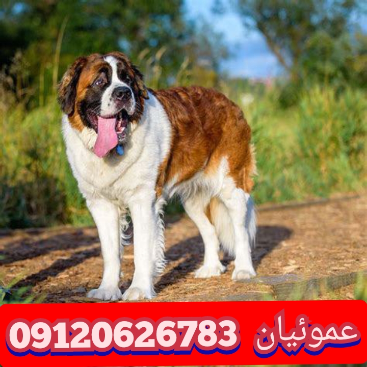 فروش سگ سنت برنارد در تیپ‌های مختلف کینگ/ استاندارد