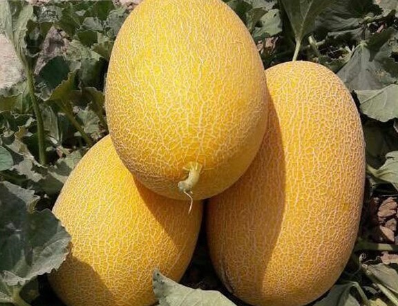بذر خربزه آناناسی احلام