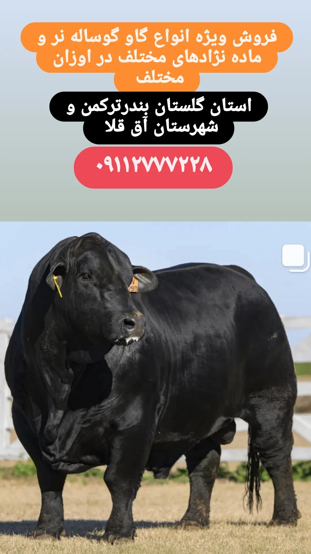 فروش گوساله سیمینتال نر پرواربندی قطع شیر