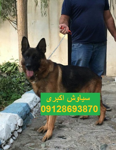 خرید سگ ژرمن شپرد ورک لاین