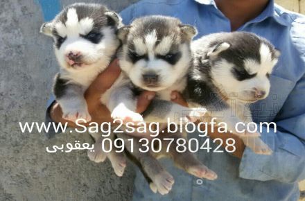 فروش توله هاسکی 09130780428 یعقوبی