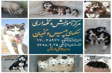 فروش توله هاسکی 09130780428 یعقوبی