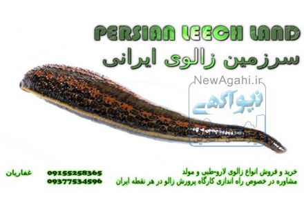 فروش زالوی پزشکی و آرایشی