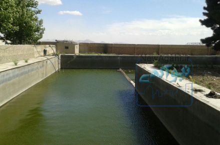 مرغداری تخم گذار