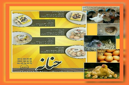 عمده فروش تخم مرغ های ارگانیک