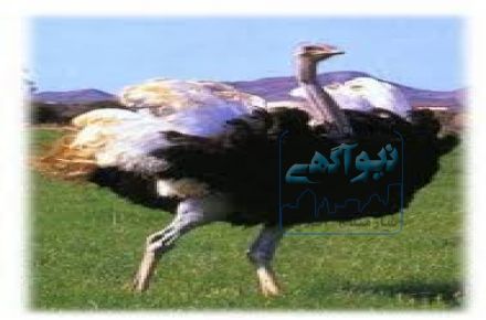 فروش شترمرغ پرواری