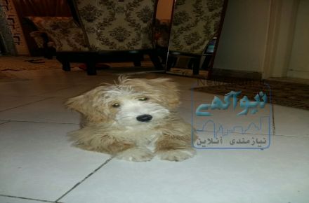 فروش سگ