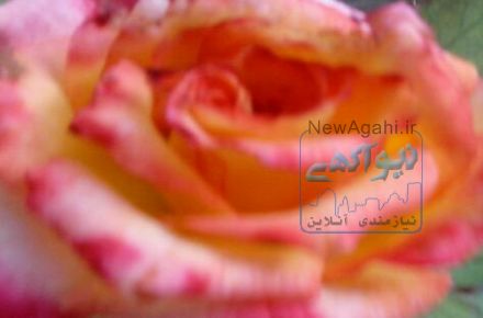 طراحی و اجرای فضای سبز باغ و ویلا و شرکت ها و ....