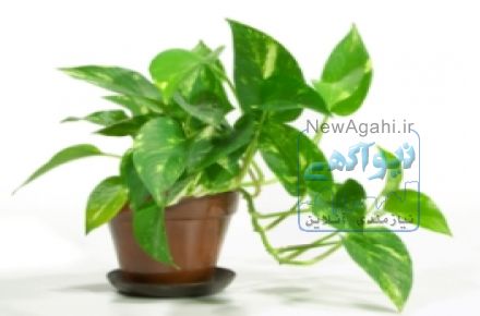 تولید و پخش گل های آپارتمانی، باغپه ای و فصلی در خوزستان