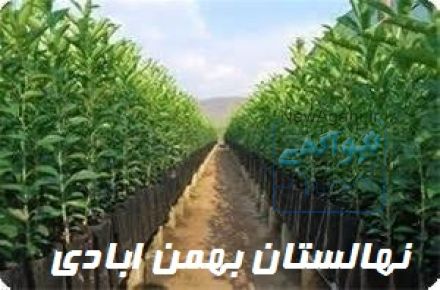 فروش انواع نهال میوه و زینتی (گلدانی)