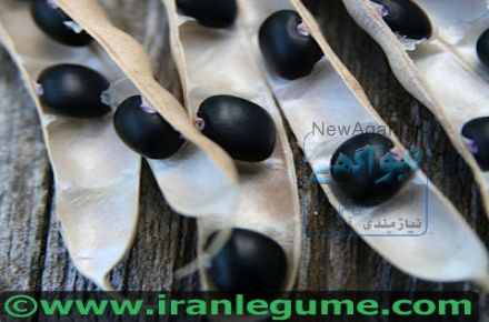 فروش لوبیا سیاه با ارزان ترین قیمت