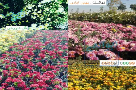 فروش گل داوودی - نهالستان بهمن آبادی 