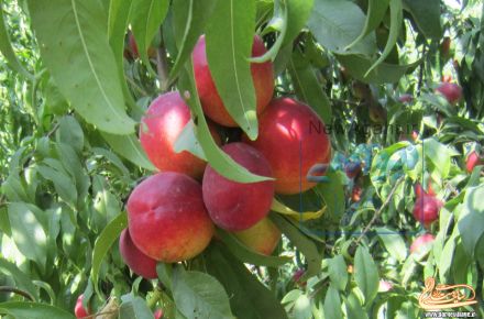 باغ هلو ،گیلاس،زردآلو،گردو